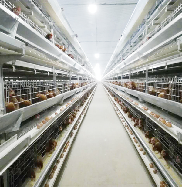 使用全自动养鸡设备养鸡用什么饲料好？？？？？？？